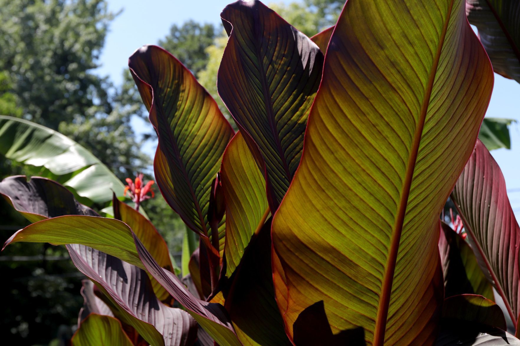 At Home in Webster Groves garden
